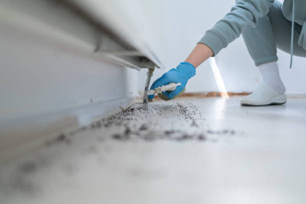 Best Local Pest Control Services  in Atlantic Beach, NY
